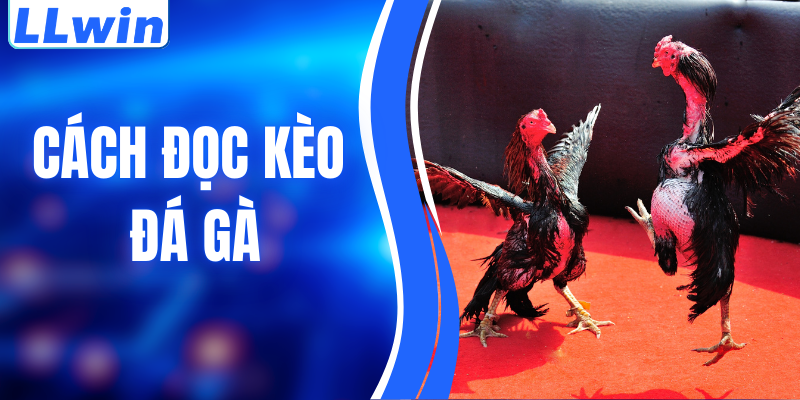 Cách Đọc Kèo Đá Gà Chuẩn Xác Từ A–Z Cho Người Mới